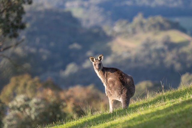 Kangaroo-Island South Australia